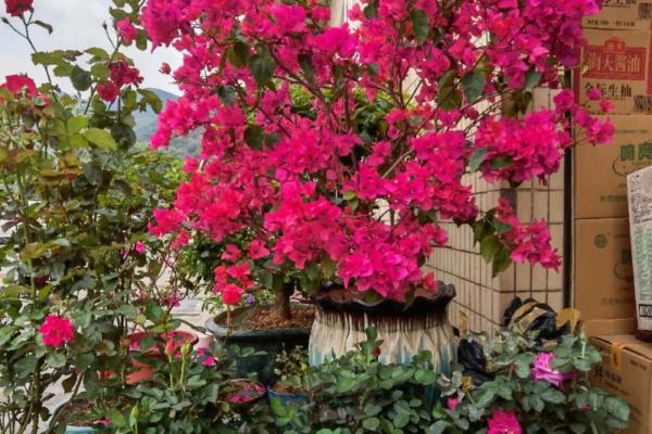 算命花园是什么