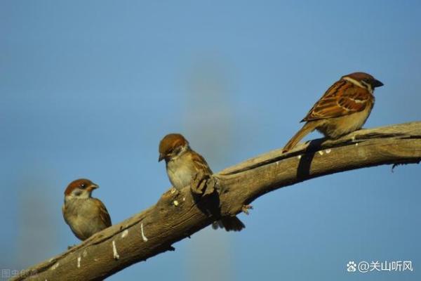 麻雀与房子风水有关吗