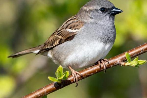 麻雀与房子风水有关吗