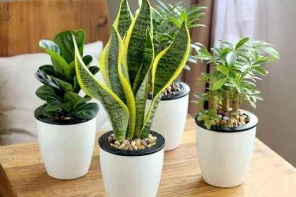 客厅摆放植物风水原则