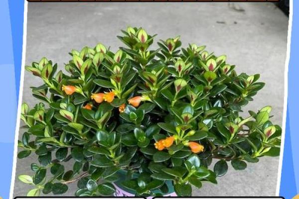 金鱼怎么养？养金鱼需要注意的风水