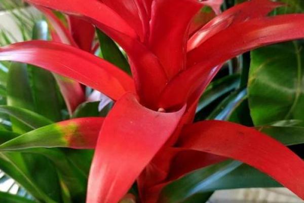 风水什么花招财又旺宅好养吉祥植物