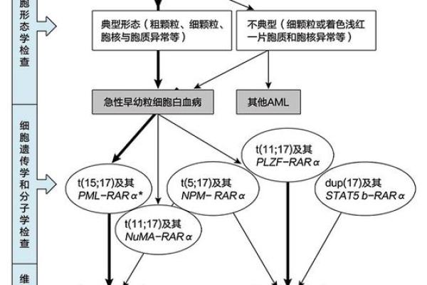 八字和白血病有关系吗大意不变