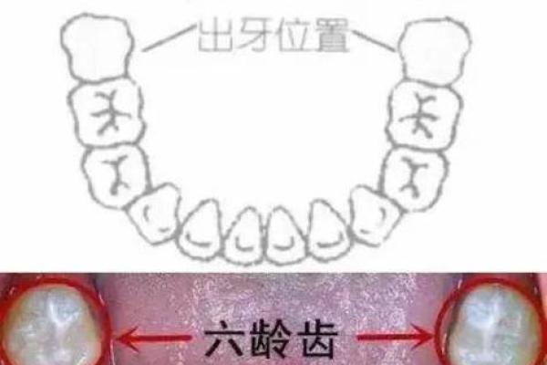 牙齿算命：牙齿面相学