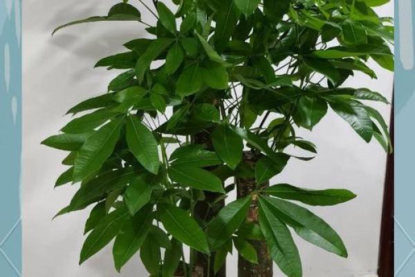 发财树风水摆放位置 发财树风水摆放位置