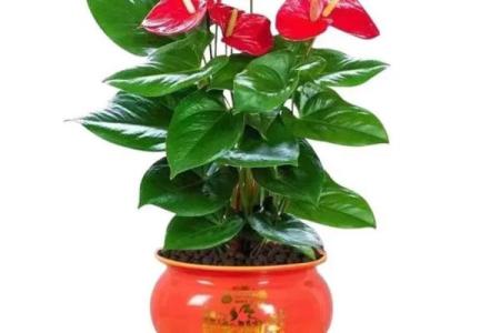 风水什么花招财又旺宅好养吉祥植物