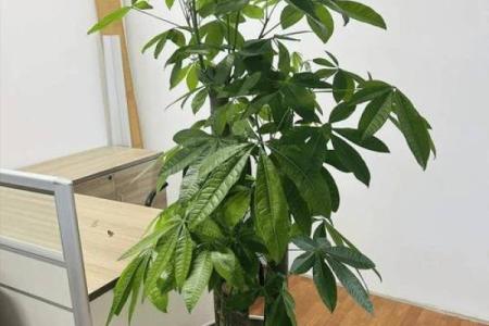 发财树风水摆放位置