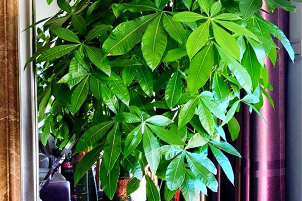 厨房招财风水也很重要 放这几种花能够招财改运