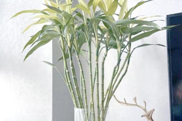 厨房招财风水也很重要 放这几种花能够招财改运