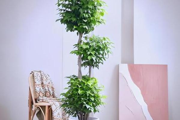 阳宅招财风水在家里放什么最好