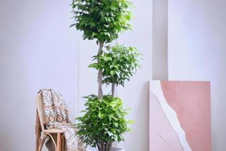 阳宅招财风水在家里放什么最好