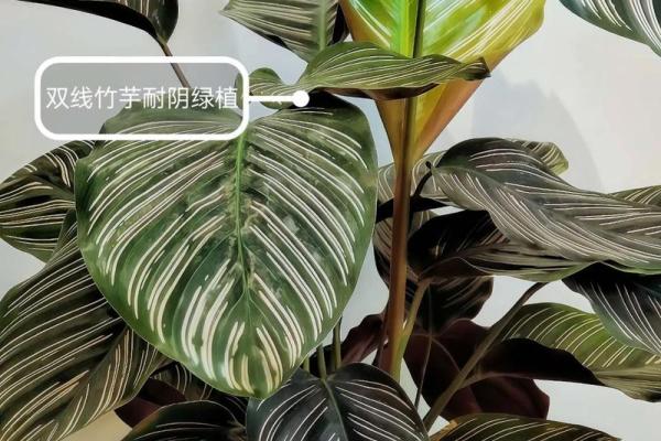 竹芋风水改善家庭空间气氛