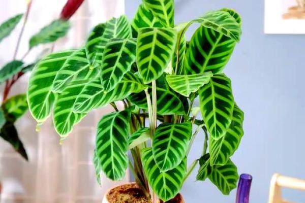 竹芋风水改善家庭空间气氛
