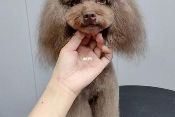 贵宾犬的八字特点及解析 贵宾犬的八字特点及解析