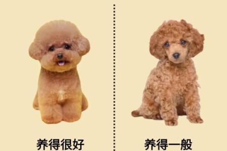 贵宾犬的八字特点及解析
