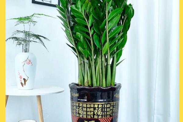 横财风水:财位适宜摆放的花卉 横财风水:财位适宜摆放的花卉