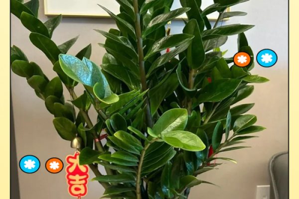 横财风水:财位适宜摆放的花卉 横财风水:财位适宜摆放的花卉