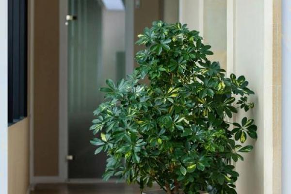 风水学用什么植物打扫房子 风水学用什么植物打扫房子