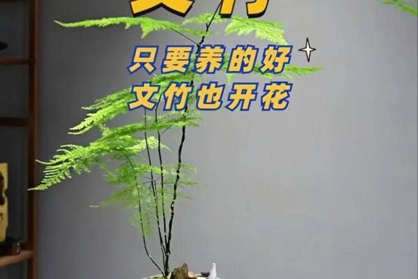 风水价值，为啥家里不能养文竹