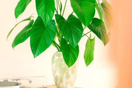 风水学用什么植物打扫房子