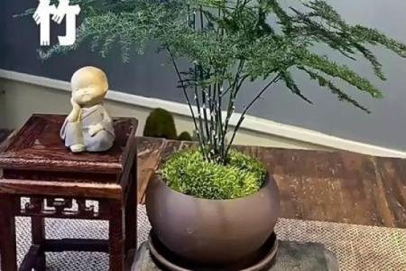 风水价值，为啥家里不能养文竹