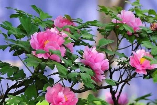 小说：高人给姚家两个新生儿算命，命格完全相反，老夫人一脸了然