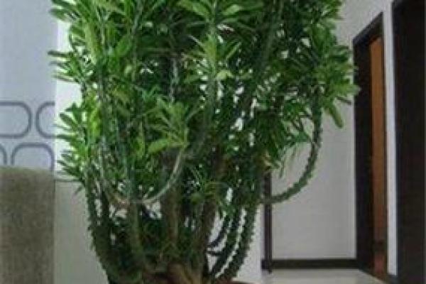 四大镇宅之树 镇宅植物风水