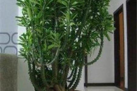 四大镇宅之树 镇宅植物风水