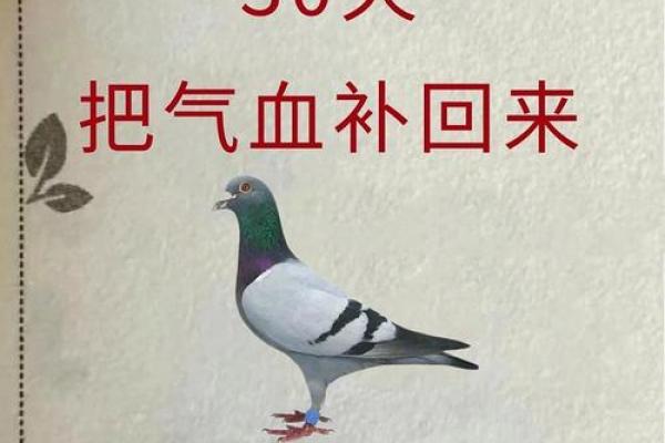 养鸽子与风水家庭和谐的源泉