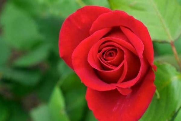 从紫薇星斗看你的贵人是身边的谁，早点找到早日富贵