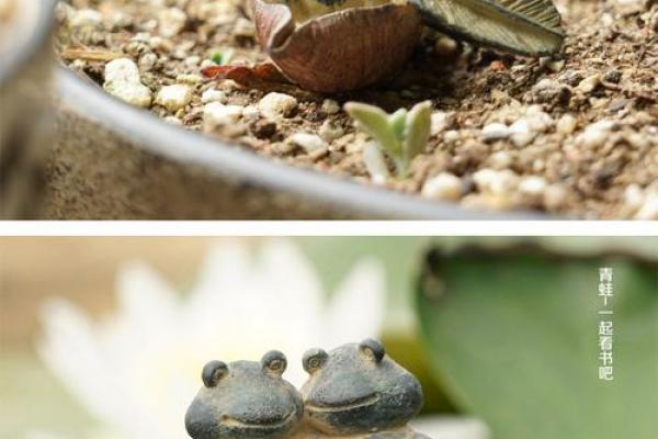 小青蛙风水 小青蛙风水