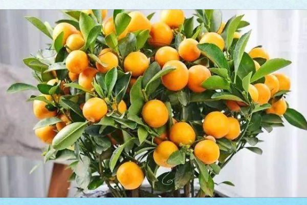 招财风水之招财的水果有哪些 你都见过吗