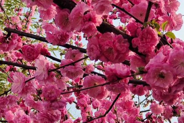 民间看花树算命是违法吗