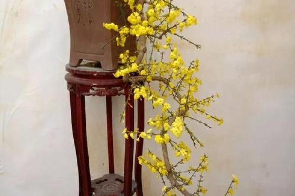 民间看花树算命是违法吗