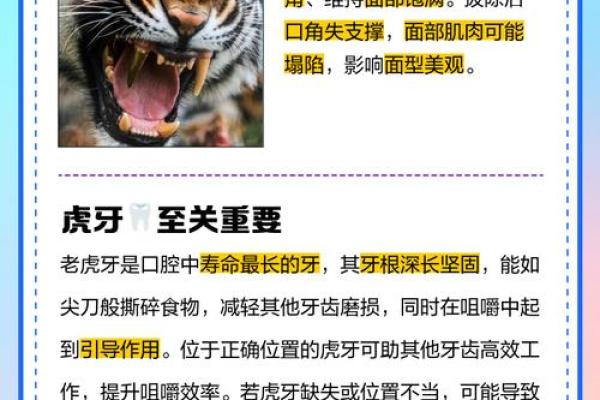 虎牙算命：面相虎牙分析