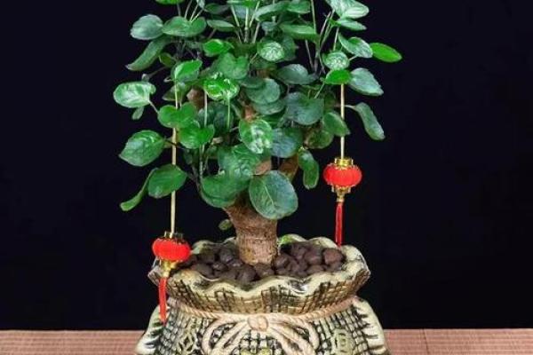 风水做生意家里养什么花好可以有利于财运 风水做生意家里养什么花好可以有利于财运