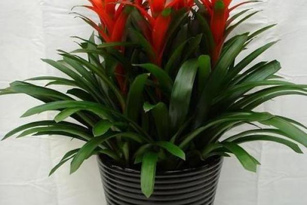 风水做生意家里养什么花好可以有利于财运 风水做生意家里养什么花好可以有利于财运