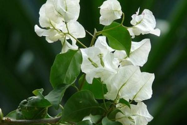 看花算命是什么意思