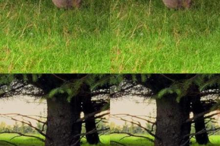 算命兔子在吃草,兔吃草是什么命