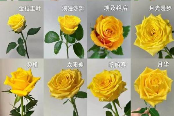 玫瑰花的风水和禁忌